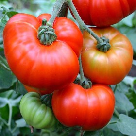 Super Marmande paradicsom - Paradicsom különlegességek az Egzotikus Növények Stúdiója kínálatából